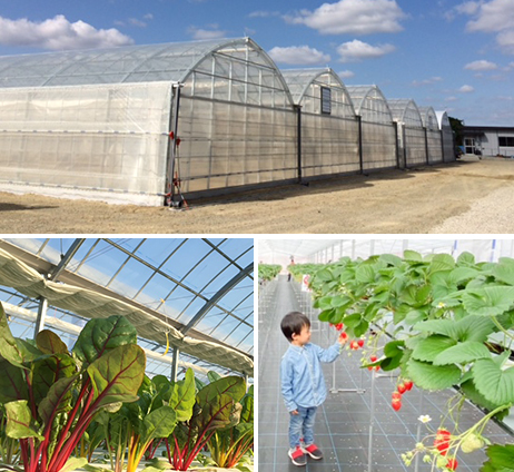 太陽と水と音楽と野菜